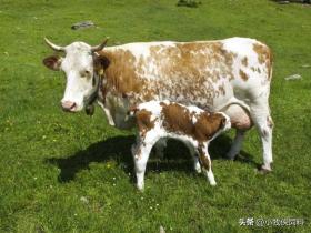 母牛喂什么飼料好？母牛飼料配方和喂養(yǎng)方法，超實用趕緊收藏